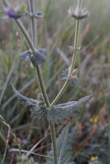 Salvia virgata