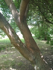 Acer negundo