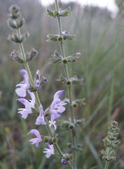 Salvia virgata