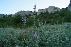 Salvia virgata