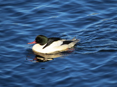 Mergus merganser