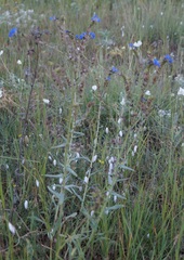 Anchusa leptophylla
