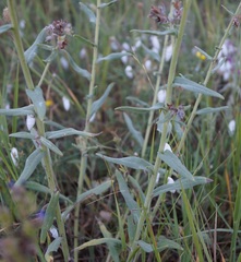 Anchusa leptophylla