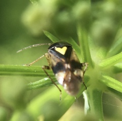 Orthops