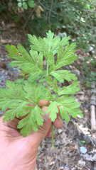 Dicentra formosa