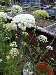 Daucus carota