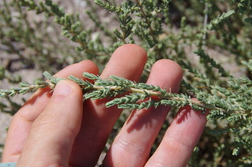 Matamoros Saltbush (Atriplex matamorensis)