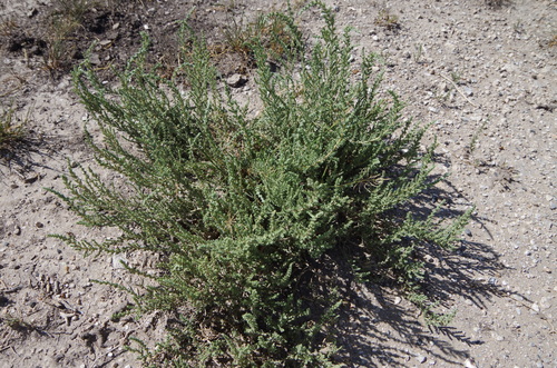 Image of Atriplex matamorensis by (c) Eric Knight, some rights reserved (CC BY)