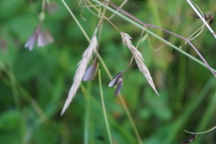 Vicia tetrasperma