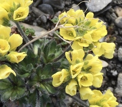 Draba corymbosa