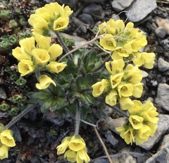 Draba corymbosa