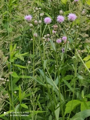 Cirsium arvense