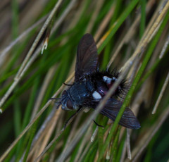 Cryptopalpus ornatus