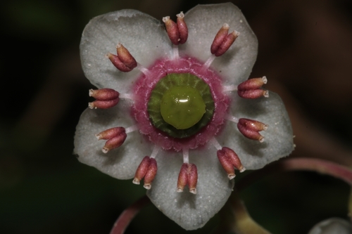 Chimaphila umbellata iNat (2)