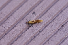 Epicallima formosella