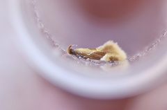 Epicallima formosella