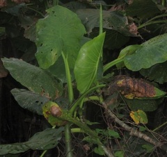 Montrichardia linifera