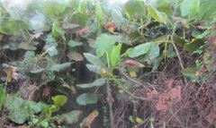 Montrichardia linifera