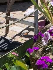 Macroglossum stellatarum