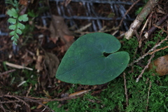 Piperales