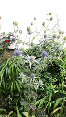 Eryngium amethystinum