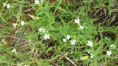 Silene procumbens
