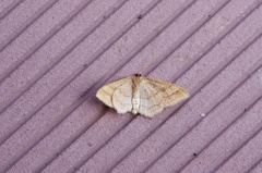 Idaea rufaria