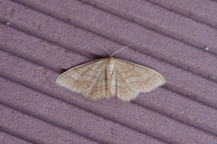 Idaea rufaria