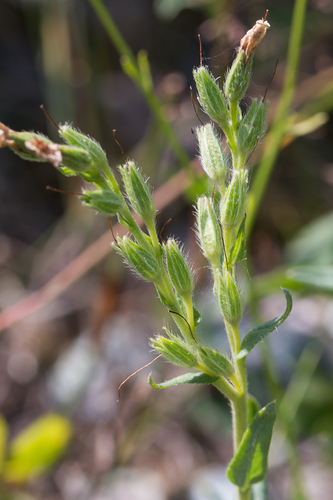 Onosma simplicissima