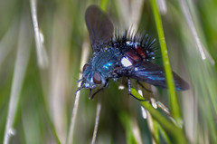 Cryptopalpus ornatus