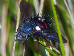 Cryptopalpus ornatus