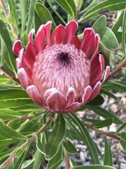 Protea × hybrida