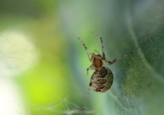 Theridion varians