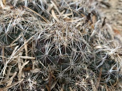 Coryphantha neglecta