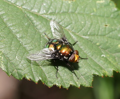 Amenia chrysame