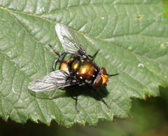 Amenia chrysame