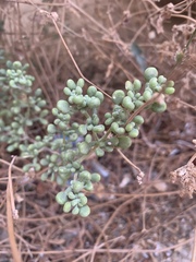 Tetraena