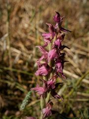 Anacamptis sancta