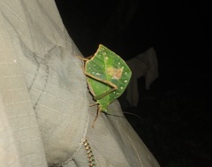 Typophyllum mortuifolium