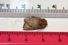 Protorthodes oviduca