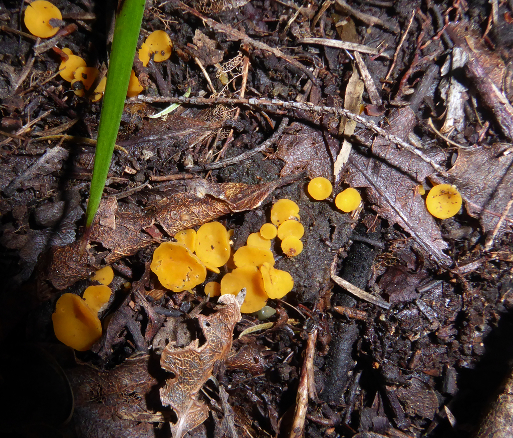 Phaeohelotium undulatum