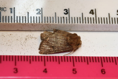 Protorthodes oviduca