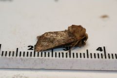 Protorthodes oviduca