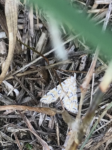 Pondside Crambid Moth photo 5