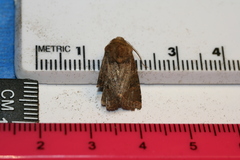 Protorthodes oviduca