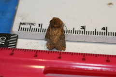 Protorthodes oviduca