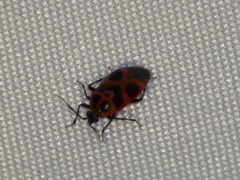 Deraeocoris histrio