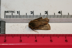 Protorthodes oviduca