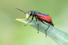 Malachius aeneus
