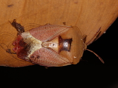 Tessaratoma